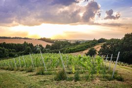 Vineyard 55-100 in Poland, Lower Silesian | Wineries - Rated 1