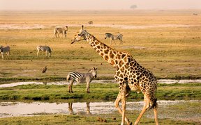 Chobe National Park | Parks,Safari - Rated 3.7