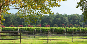 Williamsburg Winery | Wineries - Rated 3.7