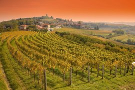 Winery Zorz in Slovenia, Littoral–Inner Carniola | Wineries - Rated 0.9