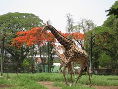 Zoological Garden Alipore in India, West Bengal | Zoos & Sanctuaries - Rated 7.8