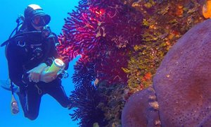 Scuba Diving Egadi Favignana in Italy, Sicily | Scuba Diving - Rated 4.1