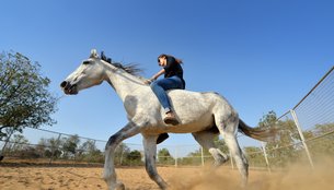 Gurgaon Horse Club in India, Punjab | Horseback Riding - Rated 1