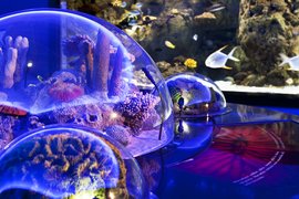 Istanbul Aquarium | Aquariums & Oceanariums - Rated 5.7