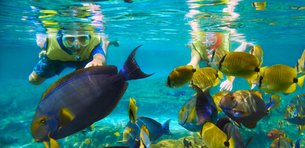 Rainbow Scuba Hawaii in USA, Hawaii | Scuba Diving - Rated 4