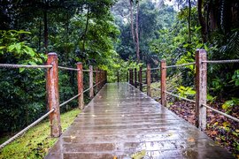 Bukit Timah Nature Reserve in Singapore, Singapore city-state | Nature Reserves,Trekking & Hiking - Rated 0.1