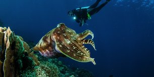 Sealife Adventures | Scuba Diving - Rated 4