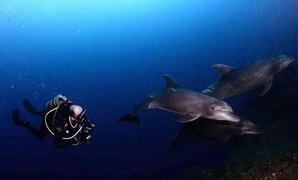 Dolphin Dive Baja in Mexico, Baja California | Scuba Diving - Rated 3.9