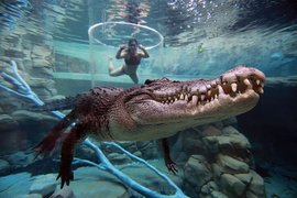 Crocosaurus Cove | Zoos & Sanctuaries,Aquariums & Oceanariums - Rated 3.6