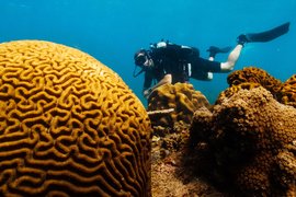 Center Activity Diving in France, Brittany | Scuba Diving - Rated 3.6