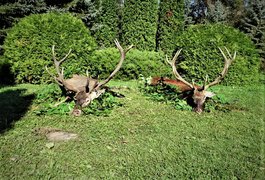 Curiosidadesdelacaz in Spain, Community of Madrid | Hunting - Rated 1