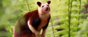 Healesville Sanctuary in Australia, Victoria | Zoos & Sanctuaries - Rated 4.3
