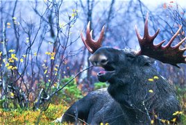 Panthera Vildsvinsfällor in Sweden, Uppland | Hunting - Rated 0.9