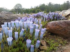 Arctic-Alpine Botanical Garden in Norway, Northern Norway | Botanical Gardens - Rated 3.7