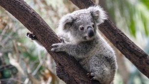 Phillip Island Wildlife Park | Nature Reserves - Rated 3.7