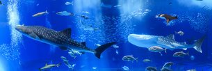 Okinawa Churaumi Aquarium | Aquariums & Oceanariums - Rated 8.5