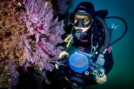 Dive Ninja Expeditions in Mexico, Baja California | Scuba Diving - Rated 4.2