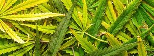 Marijuana Delivery Toronto in Canada, Ontario  - Rated 4.2