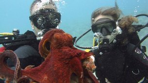 Kaimana Divers | Scuba Diving - Rated 4.2