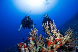 Makena Coast Dive Charters in USA, Hawaii | Scuba Diving - Rated 4