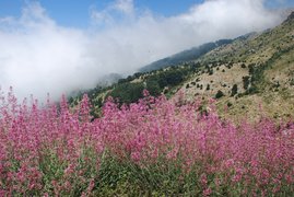 Horsh Ehden Nature Reserve in Lebanon, North Governorate | Nature Reserves,Trekking & Hiking - Rated 3.8