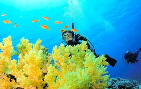 Dive Maui | Scuba Diving - Rated 4.1