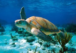 Turtle Conservation And Education Center | Aquariums & Oceanariums - Rated 3.6