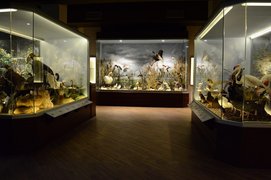 Natural History Museum of Meteora and Mushroom Museum | Museums - Rated 3.8