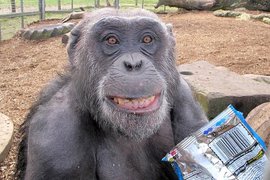 Wales Ape and Monkey Sanctuary | Zoos & Sanctuaries - Rated 4.6