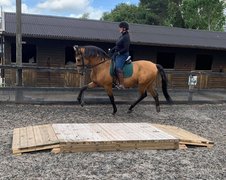 Pakefield Riding School | Horseback Riding - Rated 1