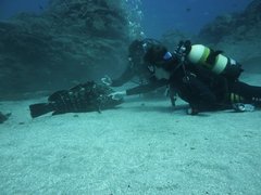 Rhea Dive Center | Scuba Diving - Rated 3.8
