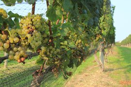 Vineyard Spotkaniowka in Poland, Pomeranian | Wineries - Rated 0.9
