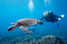 Blue Wilderness Dive Adventures in USA, Hawaii | Scuba Diving - Rated 4.1