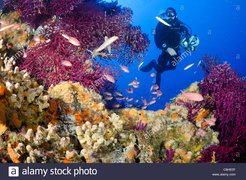 Cap Ferrat Diving | Scuba Diving - Rated 4