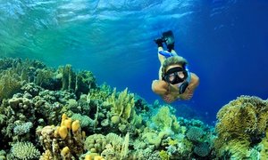 SeaDaddys Adventures N Diving | Scuba Diving - Rated 3.4