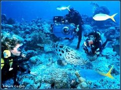 Lost Reef Adventures in USA, Florida | Scuba Diving - Rated 4.1