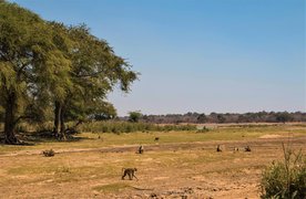 Lilongwe Wildlife Centre | Zoos & Sanctuaries,Parks - Rated 0.7