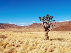 Kalahari Desert | Deserts,Sandboarding - Rated 4.9