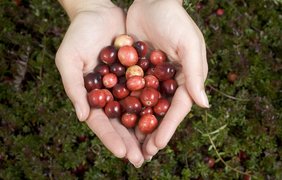 American Cranberries - National Desserts in USA