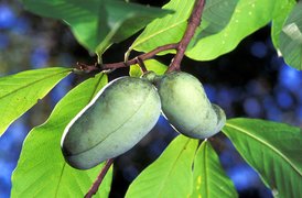 American Pawpaw - National Desserts in USA