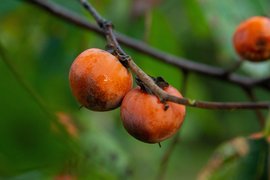 American Persimmons - National Desserts in USA