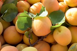 Cypriot Apricots - National Desserts in Cyprus