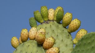 Argentinian Prickly Pear - National Desserts in Argentina