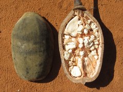 Baobab - National Desserts in Cameroon