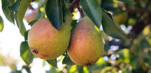 French Pears - National Desserts in France