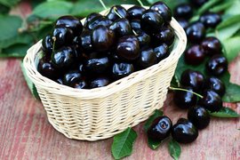 American Black Cherries