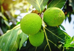 Cameroonian Breadfruit - National Desserts in Cameroon