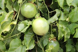 Cambodian Passion Fruit - National Desserts in Cambodia