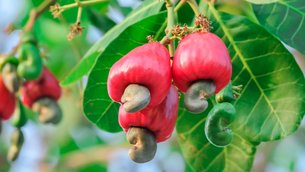 Cashew Apple - National Desserts in Gambia