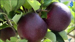 Chinese Black Diamond Apples - National Desserts in China